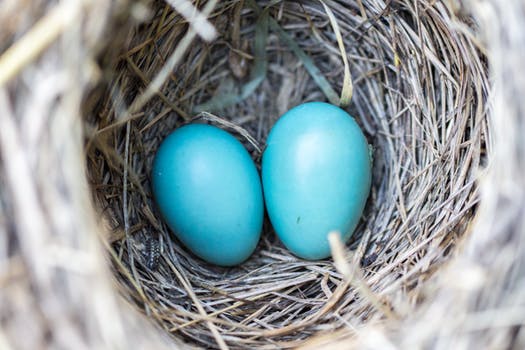 Robin's nest with eggs